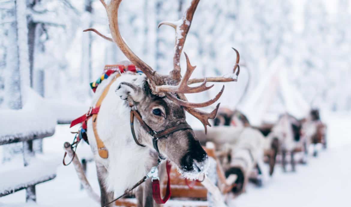 Que mangent les rennes du Père Noël ? - Visio Père Noël